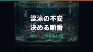 メダカの卵はミナミヌマエビに食べられる?混泳と隔離の判断基準