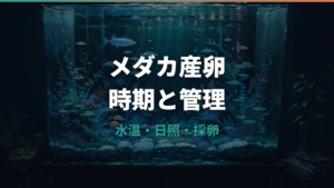 メダカ産卵の時期と条件は?水温・日照・採卵管理まで初心者向けに解説