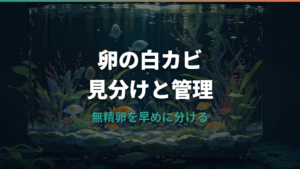 メダカの卵にカビが出たら？無精卵の見分け方と取るべき管理