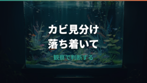 メダカの卵のカビは放置NG?白い卵の見分け方と安全な取り方