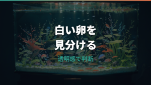 メダカの卵の無精卵を写真で見分ける方法|白い卵・カビ卵・目のサイン
