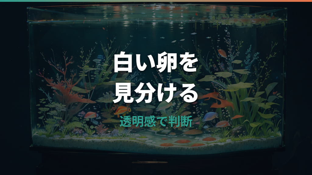 メダカの卵の無精卵を写真で見分ける方法|白い卵・カビ卵・目のサイン