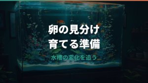 金魚の卵の見た目は?透明・白い卵・有精卵の変化を見分ける方法