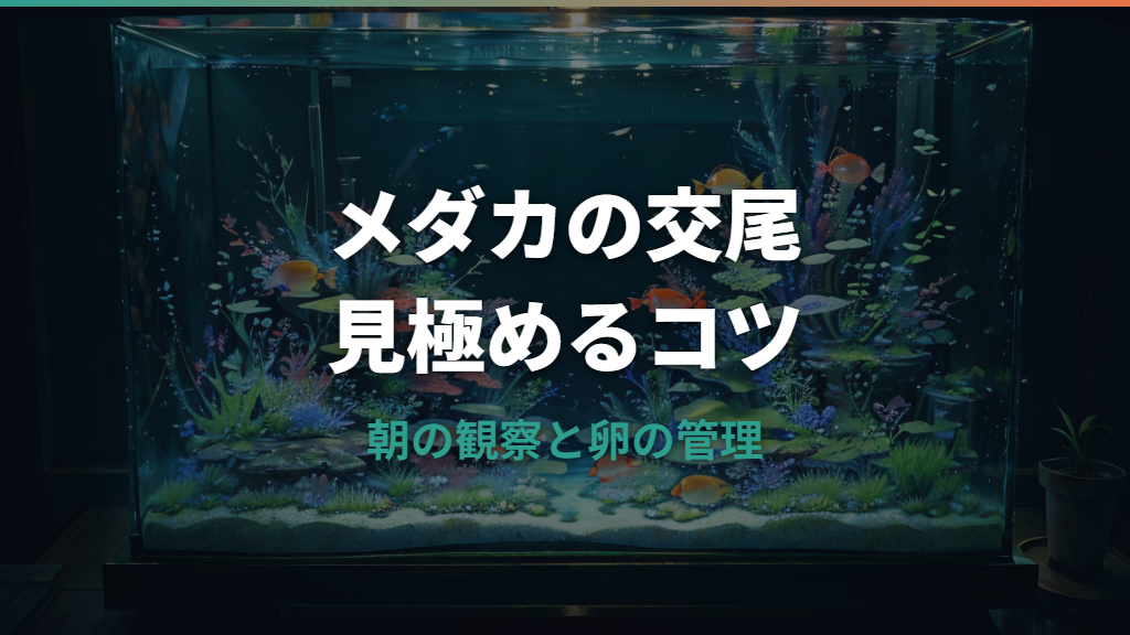 メダカの交尾はいつ?産卵までの流れと卵がつかない原因を解説