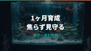 金魚の稚魚は1ヶ月でどこまで育つ?大きさ・餌・水換えの目安