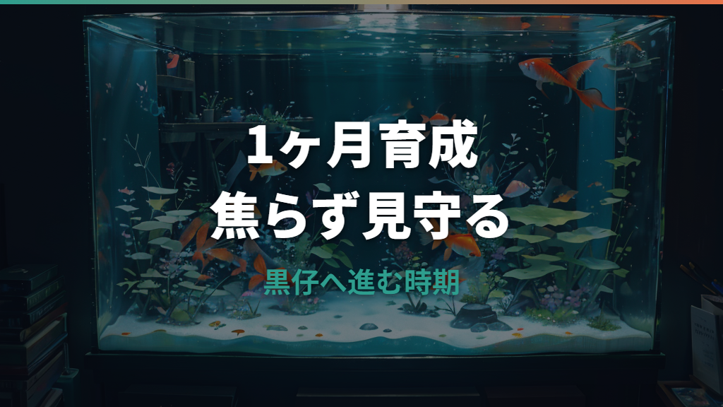 金魚の稚魚は1ヶ月でどこまで育つ?大きさ・餌・水換えの目安