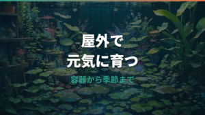 屋外飼育のメダカ詳しいガイド|容器・水づくり・季節管理と繁殖のコツ