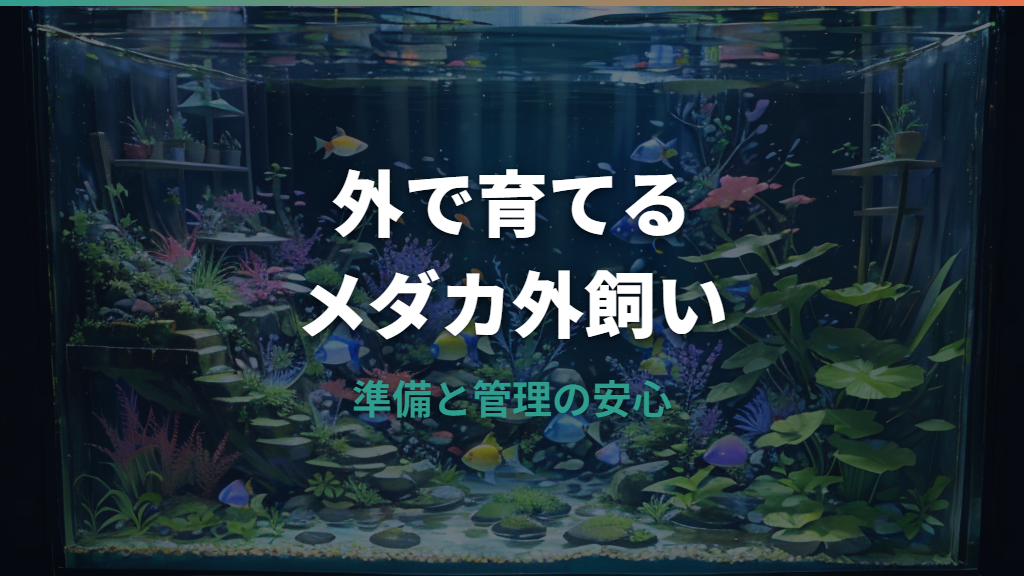メダカ外飼いの始め方|容器・水づくり・夏冬対策まで初心者向けに解説