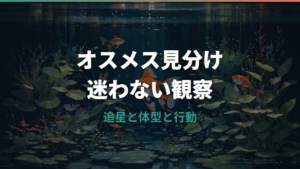 金魚のオスメスの見分け方|追星・体型・総排泄腔で初心者も確認