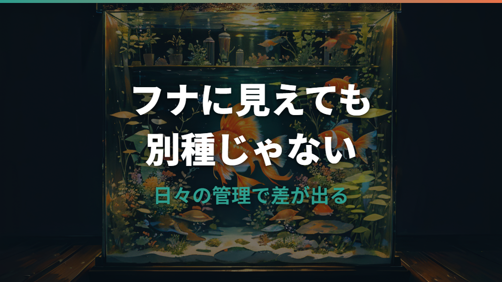 金魚を雑に飼うとフナになる？噂の真相とフナっぽく見える原因