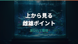 メダカのオスメスの見分け方を上から確認するコツ|横見・若魚・品種差も解説