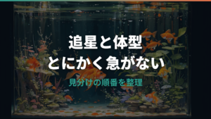 金魚のオスとメスの見分け方|追星・総排泄孔・体型を初心者向けに整理