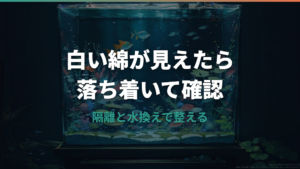メダカの水カビ病は白い綿がサイン?原因と塩浴・薬浴の治し方