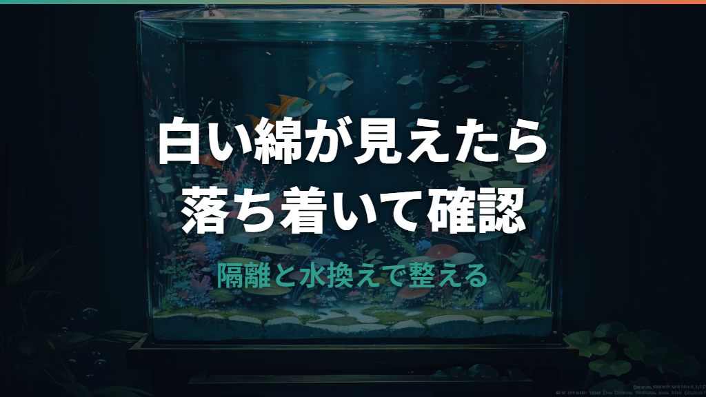 メダカの水カビ病は白い綿がサイン？原因と塩浴・薬浴の治し方