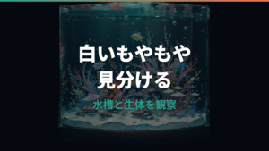 水槽の白いもやもやはバクテリア?正体の見分け方と安全な取り方