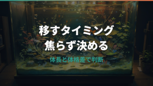 メダカ稚魚を移すタイミングはいつ?体長の目安と安全な水合わせ
