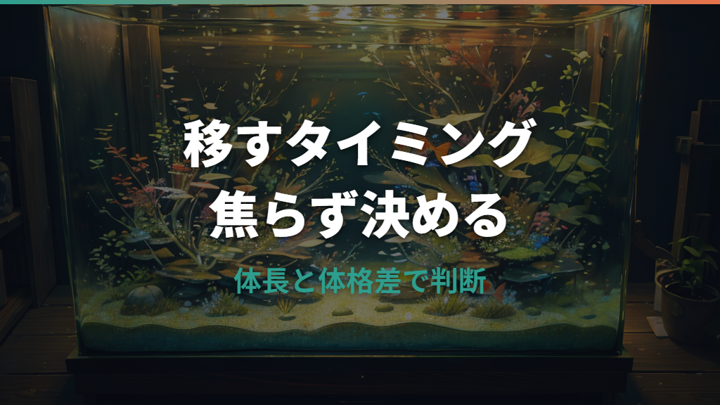 メダカ稚魚を移すタイミングはいつ?体長の目安と安全な水合わせ