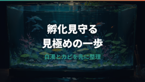 メダカの卵が孵化しない原因は?水温・白い卵・カビ対策を整理