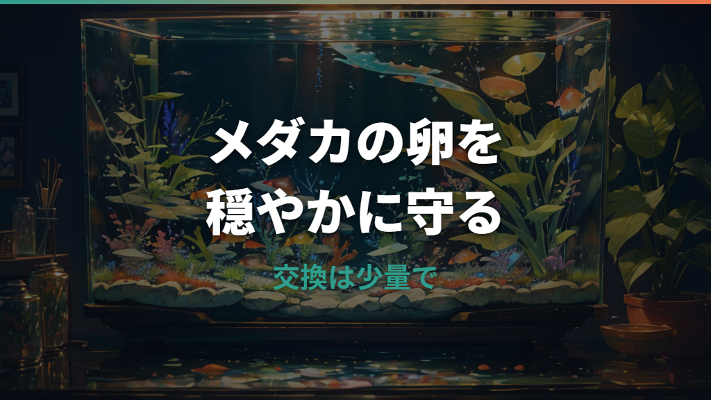 メダカの卵の水換えはしていい?頻度・水道水・カビ対策まで解説
