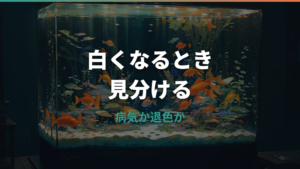 金魚が白くなる原因は病気?退色との見分け方と改善策