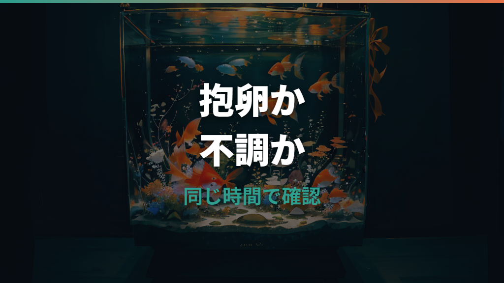 金魚の卵でお腹がふくらむ？抱卵と病気の見分け方、産卵後の管理まで解説