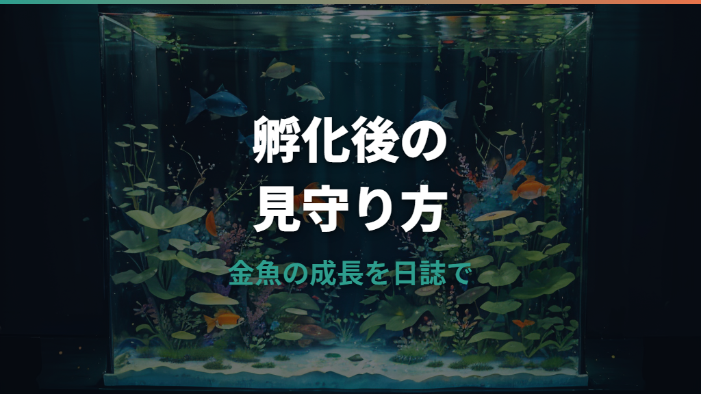 金魚の稚魚の成長過程を月齢別に解説｜餌・色変わり・大きさの目安