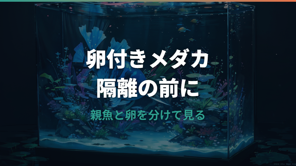 メダカのお腹に卵が付いたまま隔離していい?原因と採卵・水カビ対策