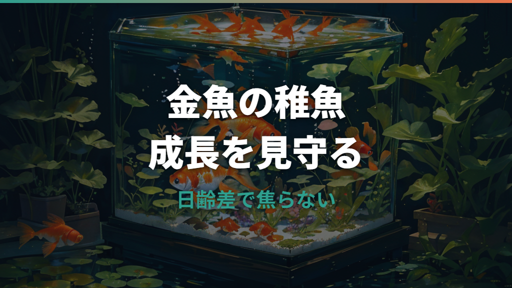 金魚の稚魚の成長速度はどれくらい？日齢別の大きさと遅い時の対処法