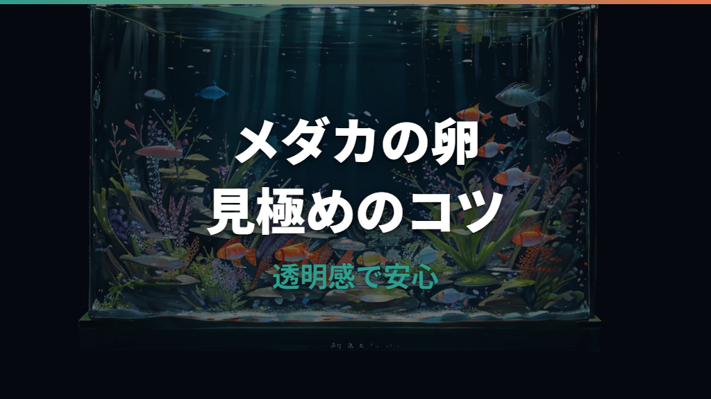 メダカの卵の大きさは何ミリ？見た目と孵化までの変化を解説