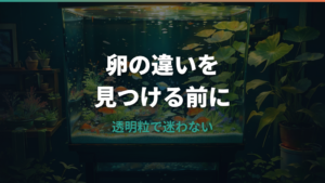 メダカの卵とタニシの卵の違いは?見た目・場所・取るべき卵を整理
