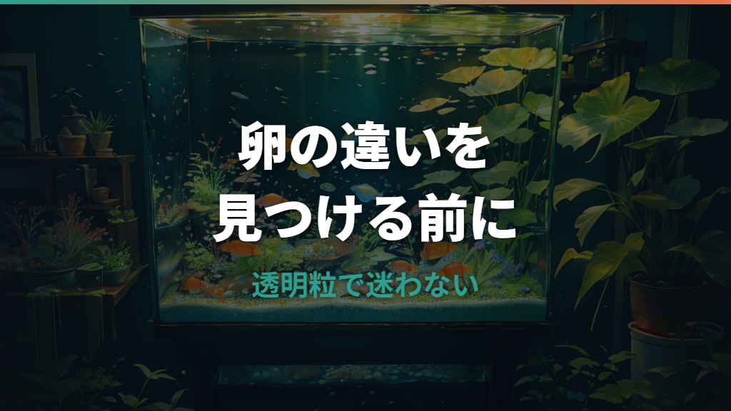 メダカの卵とタニシの卵の違いは？見た目・場所・取るべき卵を整理