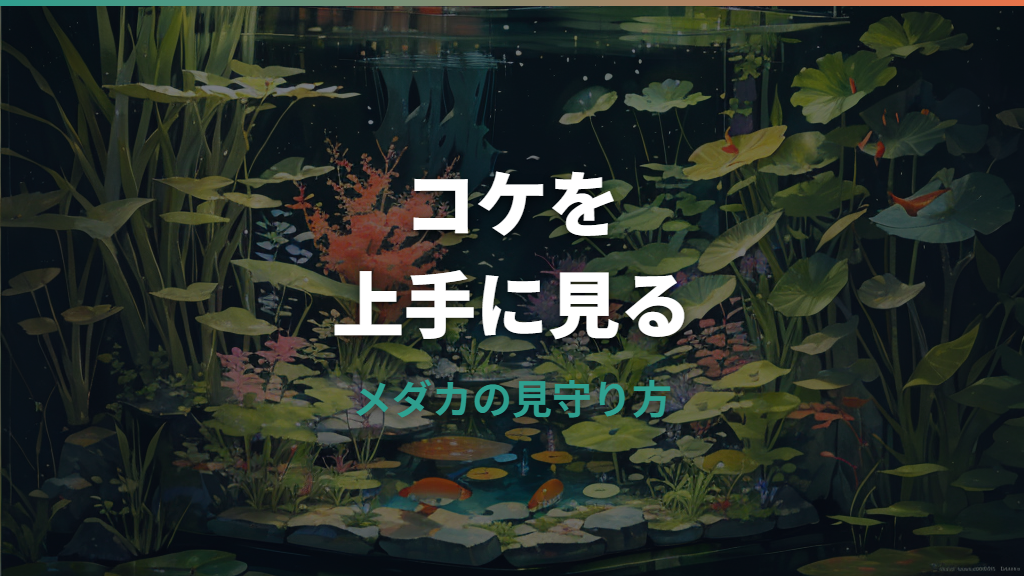メダカ水槽のコケはそのままで大丈夫？放置できるケースと掃除すべきサイン