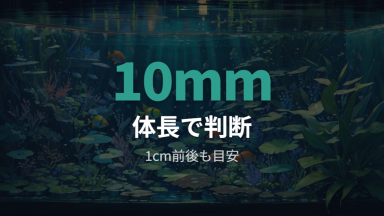 稚魚の水替えはいつから始めるかを体長と汚れで見る