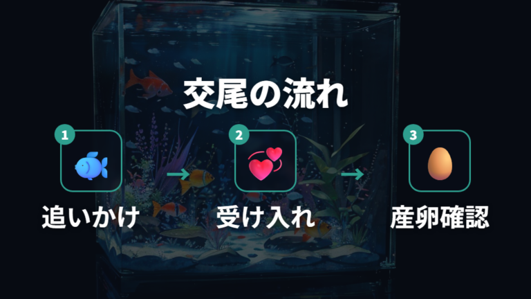 交尾から産卵までの流れを順番に見る