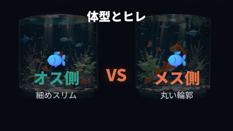 体型とヒレで見る性別の違いを押さえる
