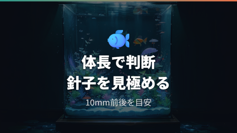 稚魚の水換えはいつから始めるかを体長で見る