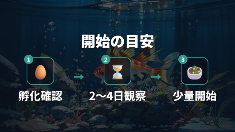 孵化直後の餌やり開始時期は2〜4日後を目安にする