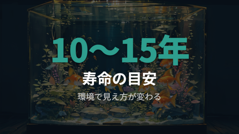 金魚すくいの金魚は何年生きる?寿命の目安を知る