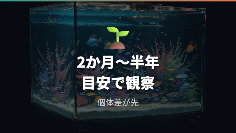 産卵できる生後月数の目安は2か月から半年を見ておく