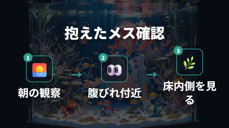 卵を抱えたメスの見分け方を朝の観察で押さえる