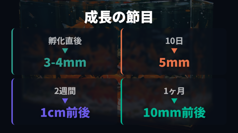 日齢別の大きさの目安を段階名でつかむ