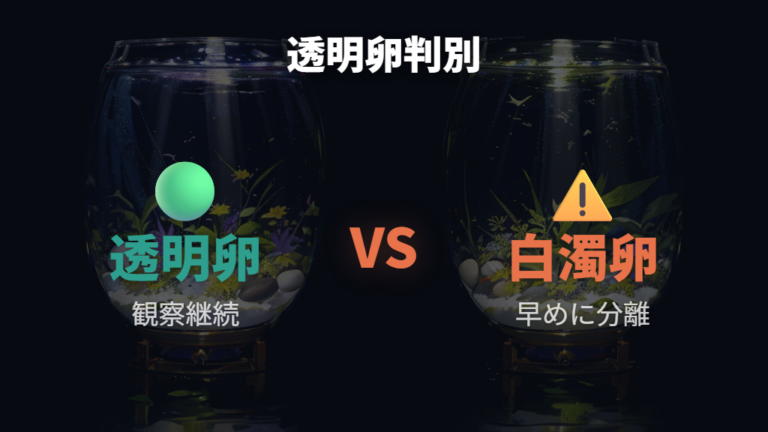 白い卵と透明な卵の違いを整理する