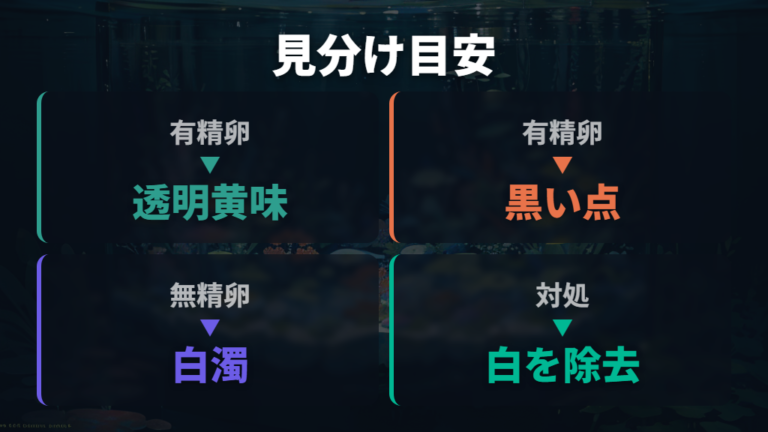 有精卵と無精卵の見分け方は色と黒い点で判断する
