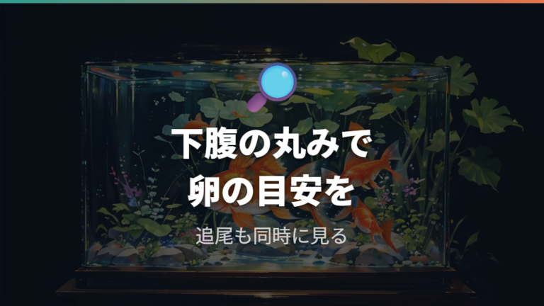 卵を持ったメスで見られる特徴は下腹部のふくらみと丸み