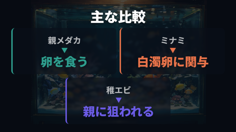 親メダカとエビの食害リスクを比較する