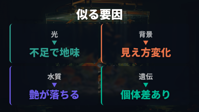 金魚がフナに似ている理由は先祖返りだけではない