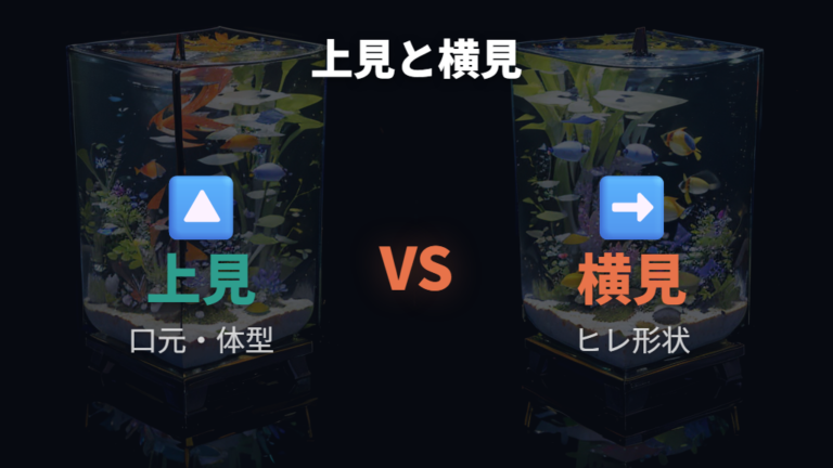横見と上見の判別ポイントは確認できる部位が違う