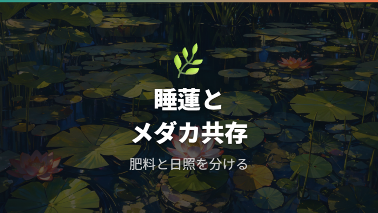 睡蓮とメダカは条件を整えて一緒に楽しむ