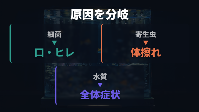 エラ病の主な原因を細菌・寄生虫・水質で比べる