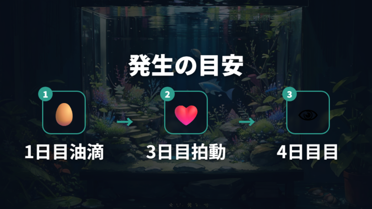 透明卵の発生過程を日数で追う